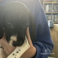 English Springer Spaniel - Both