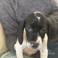 English Springer Spaniel - Both