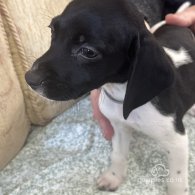 English Springer Spaniel - Both