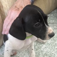 English Springer Spaniel - Both