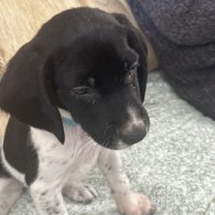 English Springer Spaniel - Both