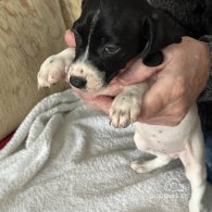 English Springer Spaniel - Both