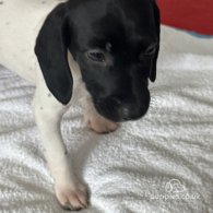 English Springer Spaniel - Both