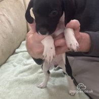 English Springer Spaniel - Both