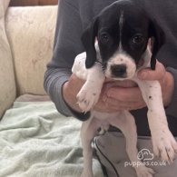 English Springer Spaniel - Both