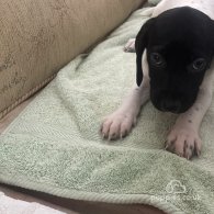 English Springer Spaniel - Both