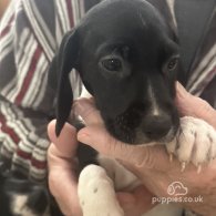 English Springer Spaniel - Both