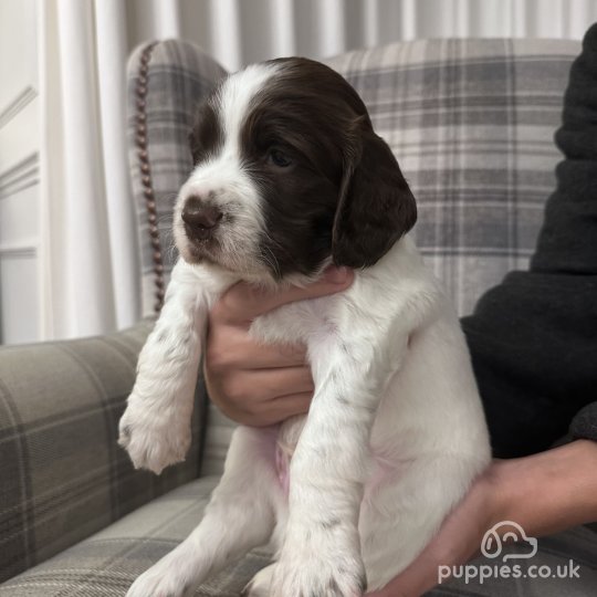 English Springer Spaniel - Both