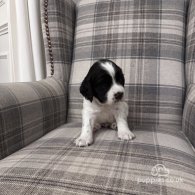 English Springer Spaniel - Both