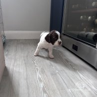 English Springer Spaniel - Both