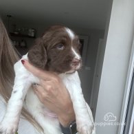 English Springer Spaniel - Both