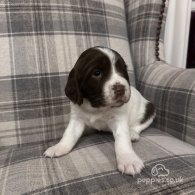 English Springer Spaniel - Both