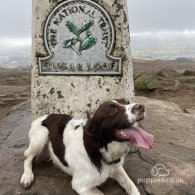 English Springer Spaniel - Both