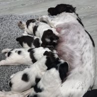 English Springer Spaniel - Both