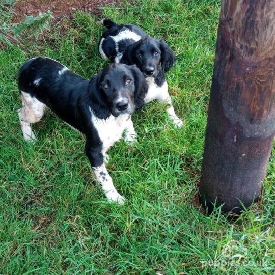 English Springer Spaniel - Dogs