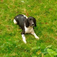 English Springer Spaniel - Dogs