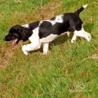 English Springer Spaniel - Dogs