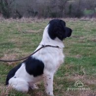 English Springer Spaniel - Dogs