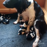 English Springer Spaniel - Dogs