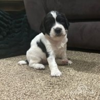 English Springer Spaniel - Both