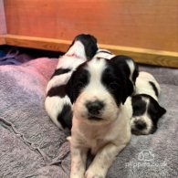 English Springer Spaniel - Both