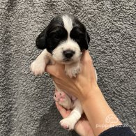 English Springer Spaniel - Both