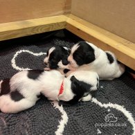 English Springer Spaniel - Both