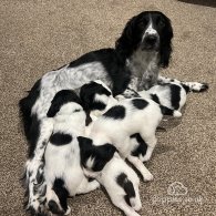 English Springer Spaniel - Both