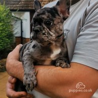 French Bulldog - Both