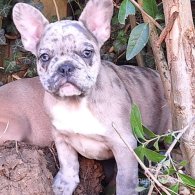 French Bulldog - Both