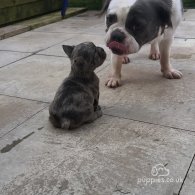 French Bulldog - Both