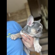 French Bulldog - Both