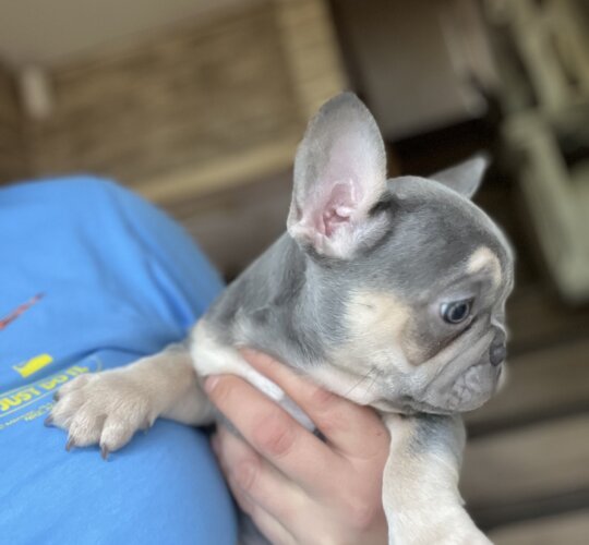 French Bulldog