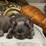 French Bulldog - Both