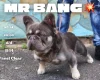 French Bulldog