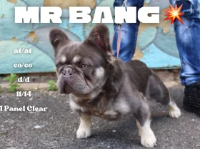 French Bulldog