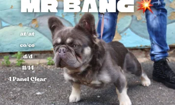 French Bulldog