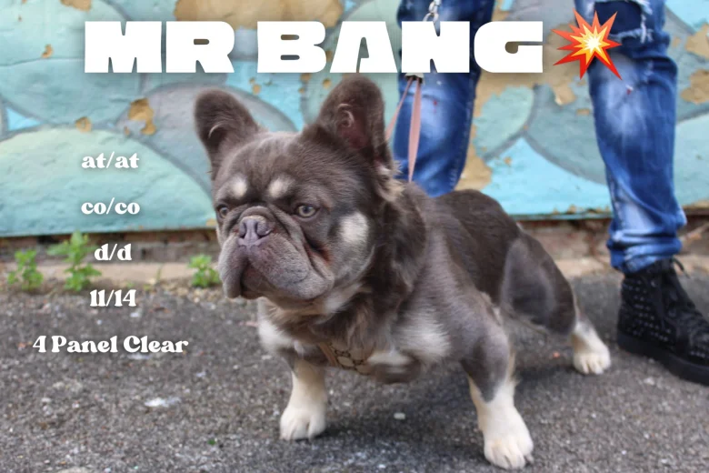 French Bulldog