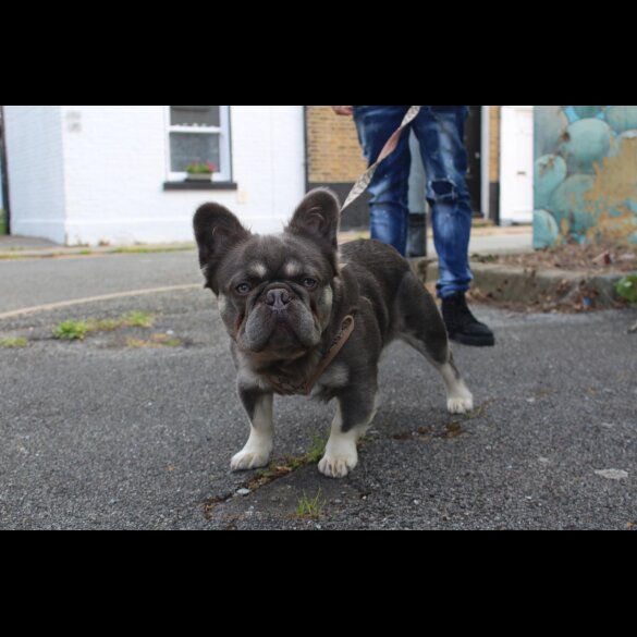 French Bulldog