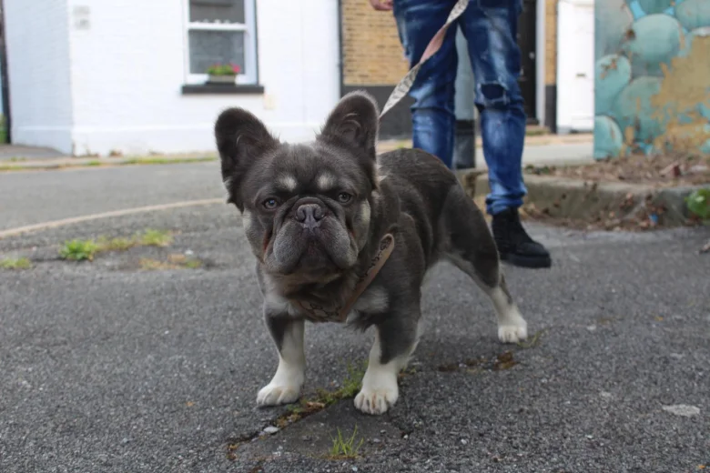 French Bulldog