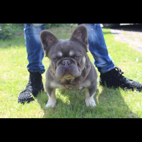 French Bulldog