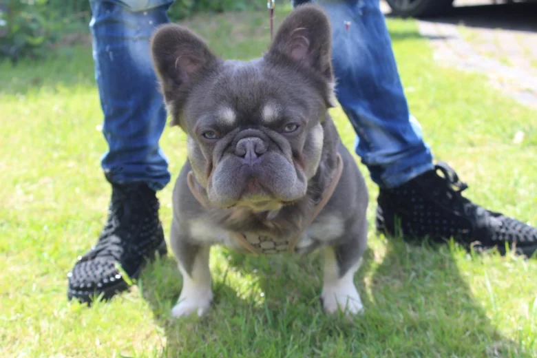 French Bulldog