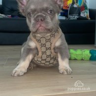 French Bulldog