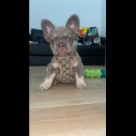 French Bulldog