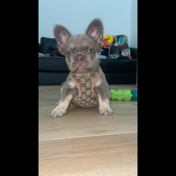 French Bulldog