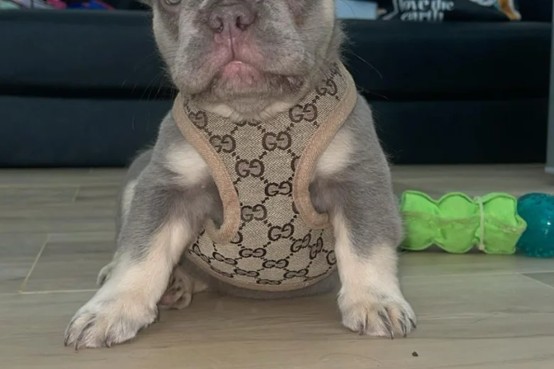 French Bulldog