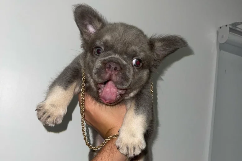 French Bulldog