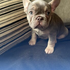 French Bulldog - Both