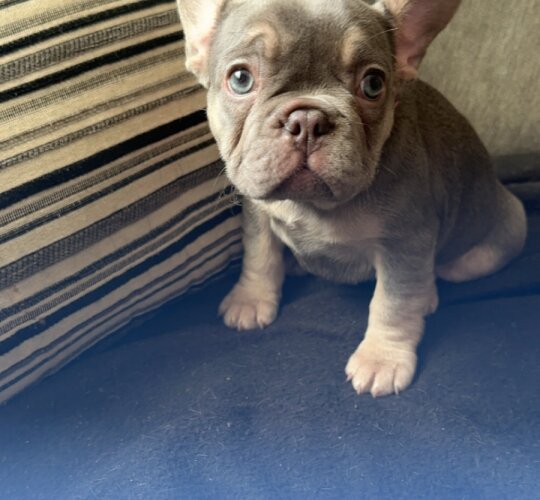 French Bulldog