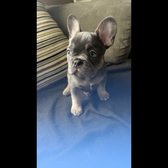 French Bulldog - Both